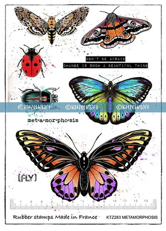 Katzelkraft - Butterfly Metamorphosis Katzelkraft - Butterfly Metamorphosis