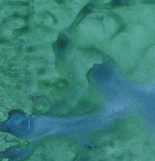 Lindy's Gang - Jack the Pulpit Teal Shimmer