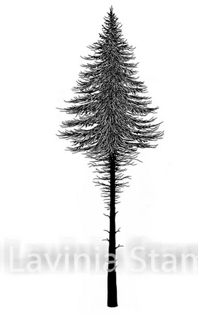 Lavinia - Fairy Fir Tree